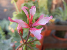 Pink Stellar Geranium (2012, Aug. 23)