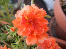 Portulaca grandiflora (2012, Aug.23)