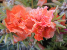 Portulaca grandiflora (2012, Aug.23)