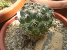 Coryphantha