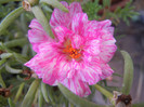 Portulaca grandiflora (2012, Aug.23)