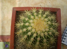 Echinocactus grusoni