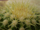 Echinocactus grusoni