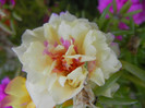 Portulaca grandiflora (2012, Aug.24)