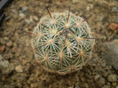 Echinomastus durangensis