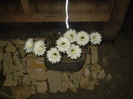 Echinopsis fl albe