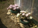 Echinopsis grup