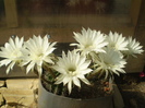 Echinopsis grup