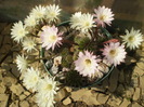 Echinopsis grup