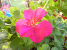 Bright Odette Geranium (2012, Aug.23)