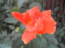 Rose Monica (2012, August 23)