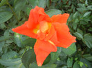 Rose Monica (2012, August 24)