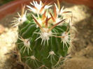 Echinofossulocactus sp.