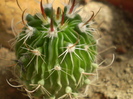 Echinofossulocactus sp.