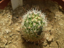 Echinofossulocactus sp.