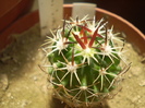 Echinofossulocactus sp.