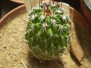 Echinofossulocactus sp.