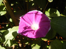 Picotee Morning Glory (2012, Aug.24)