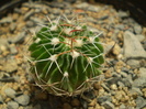 Echinofossulocactus sp.
