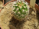 Echinofossulocactus sp.