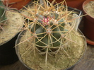 Ferocactus cylindraceus