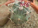 Ferocactus emoryi