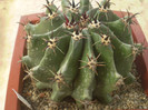 Ferocactus horridus f. brevispinus