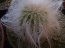 Espostoa lanata