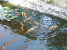 DSCF3710