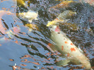DSCF3721
