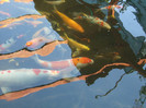 DSCF3723