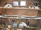 aug 2012 iepuri 008