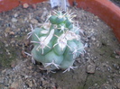 Glandulicactus unciatus
