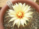 Hamatocactus setispinus