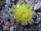 Gymnocalycium andreae