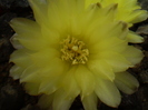 Gymnocalycium andreae