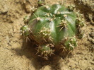 Gymnocalycium anisitsii