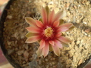 Gymnocalycium baldianum