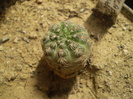 Gymnocalycium bruschii v. brigillae