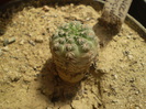 Gymnocalycium bruschii v. brigillae