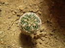 Gymnocalycium bruschii v. deviatum