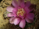 Gymnocalycium horridispinum