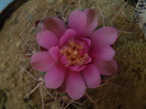 Gymnocalycium horridispinum