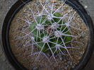 Gymnocalycium mostii