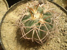 Gymnocalycium spegazzini v. punillense