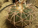 Gymnocalycium spegazzini v. punillense