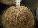 Gymnocalycium spegazzini v. punillense