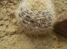 Neoporteria gerocephala