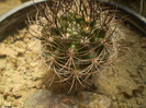 Neoporteria multicolor