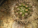 Neoporteria multicolor